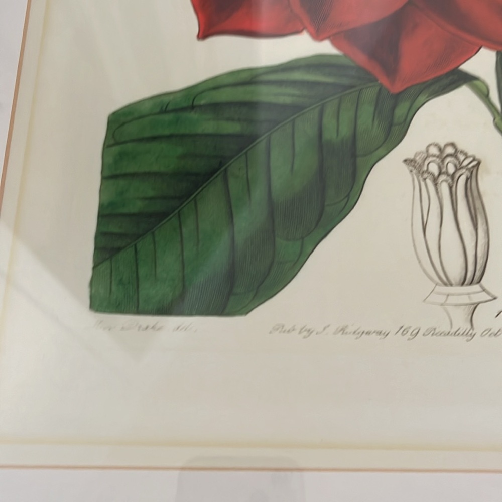Framed Red botanical Floral Art Print - Picture 10 of 11